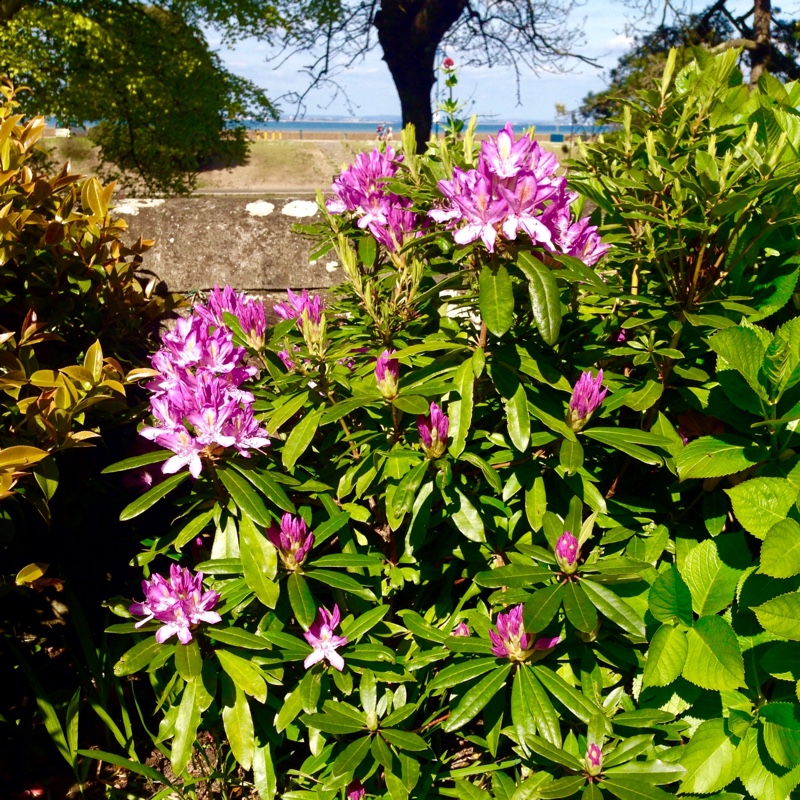 Rhododendron