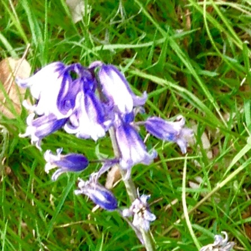 English Bluebell