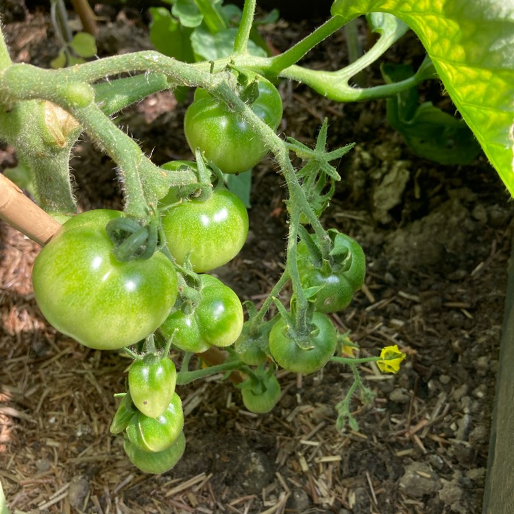 Plant image Solanum Lycopersicum 'Outdoor Girl'