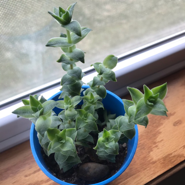 Plant image Crassula Perforata Variegata