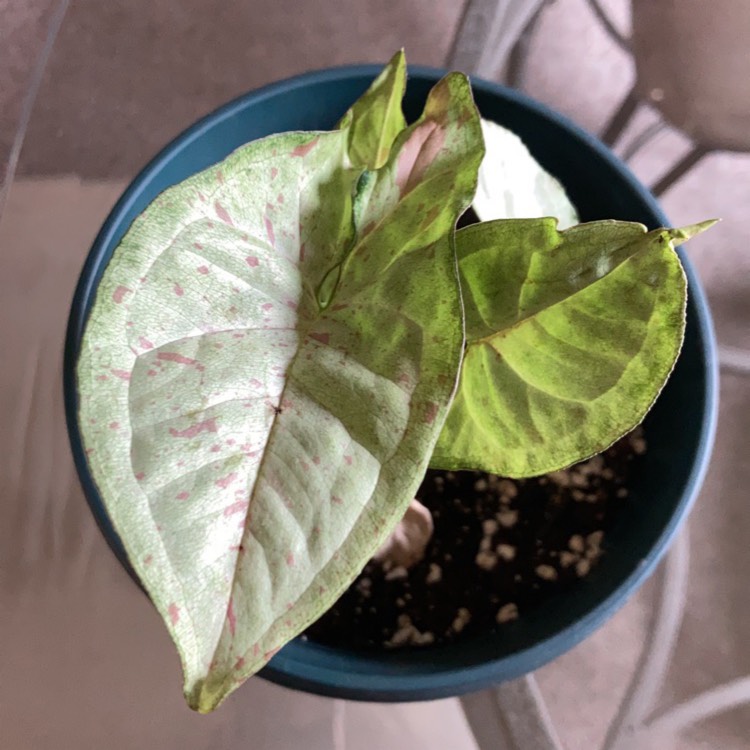 Plant image Syngonium 'Milk Confetti'