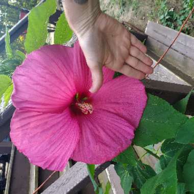 Hibiscus 'Giant Red'