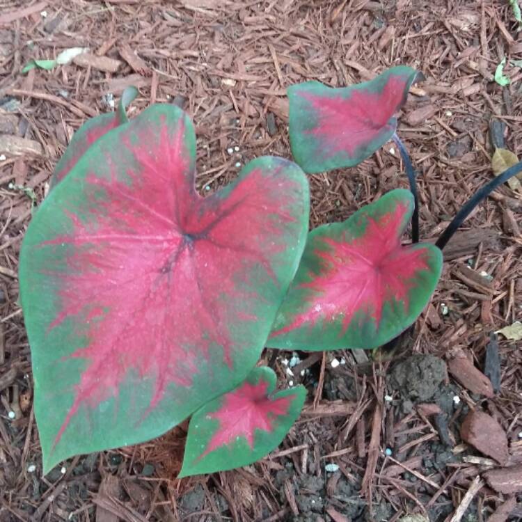 Plant image Caladium 'Buck'