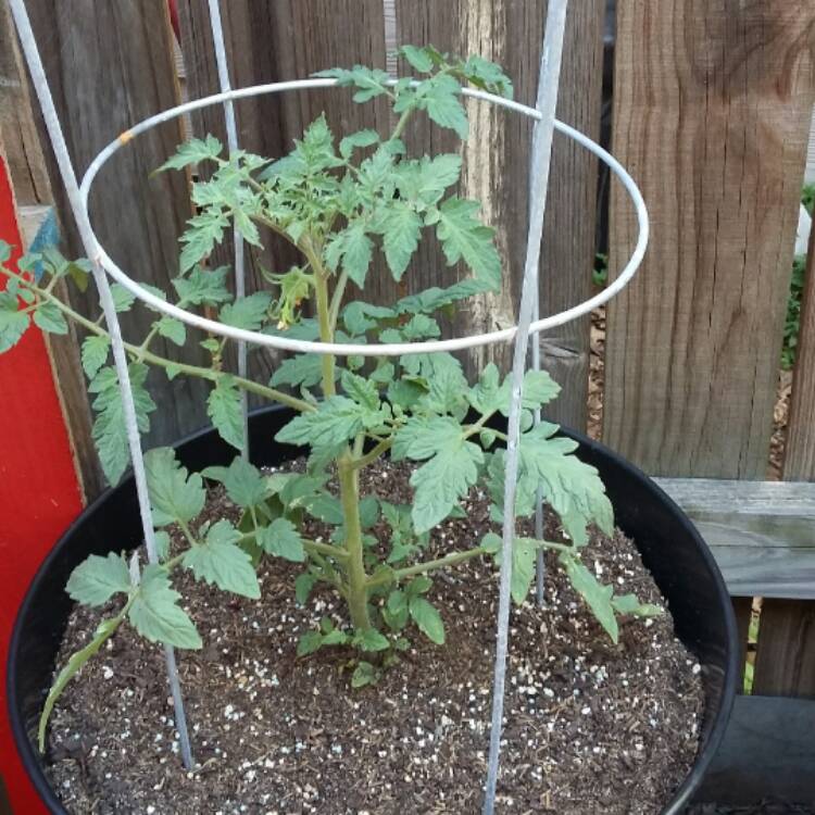 Plant image Solanum lycopersicum 'Better Boy'