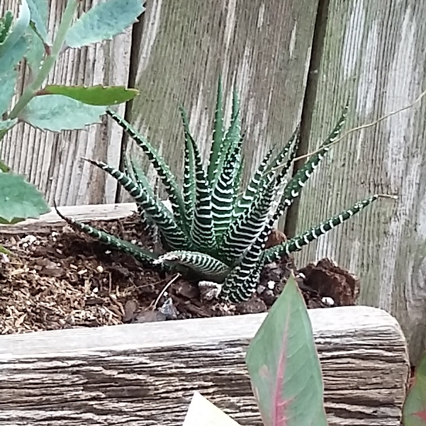 Plant image Aloe rauhii 'Snowflake'