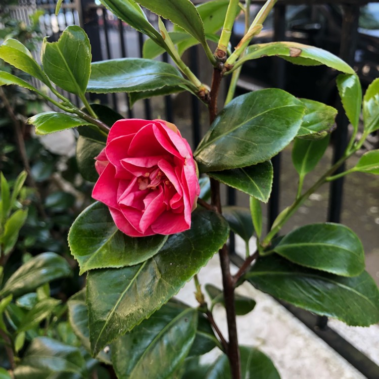 Plant image Camellia japonica 'Doctor Burnside'