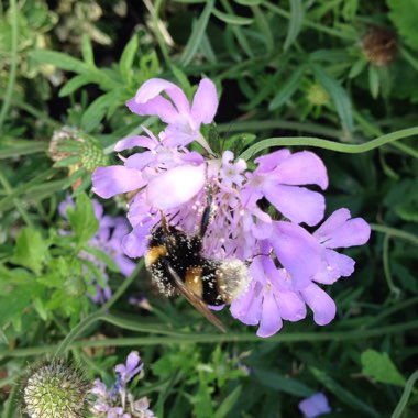 Scabious 'Pink Mist'