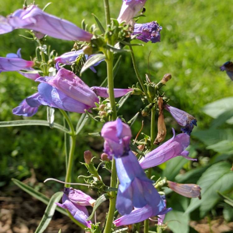 Plant image Penstemon 'Electric Blue'