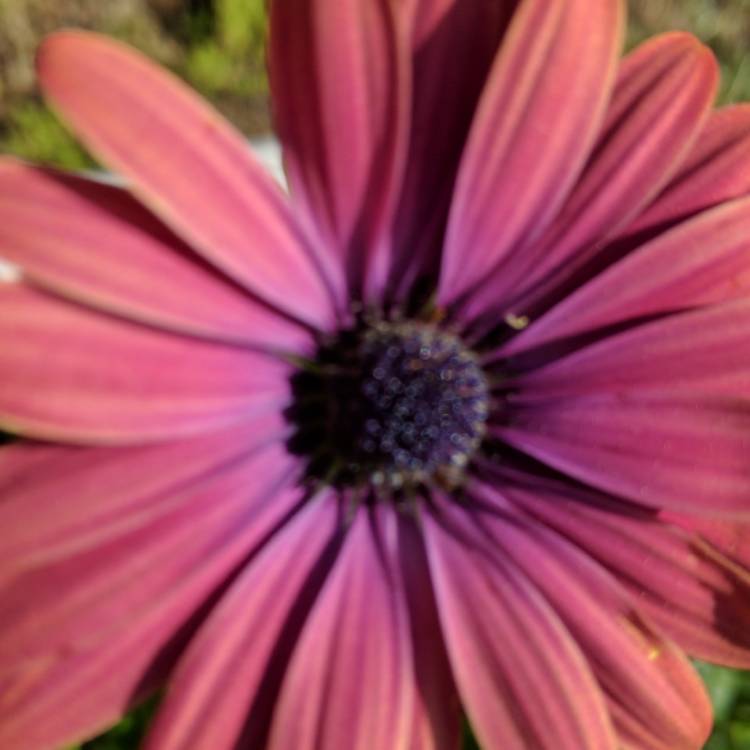 Plant image Osteospermum ecklonis 'Astra Purple Sunset'