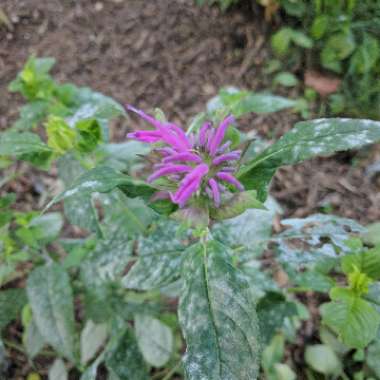 Bergamot 'Balmy Lilac'