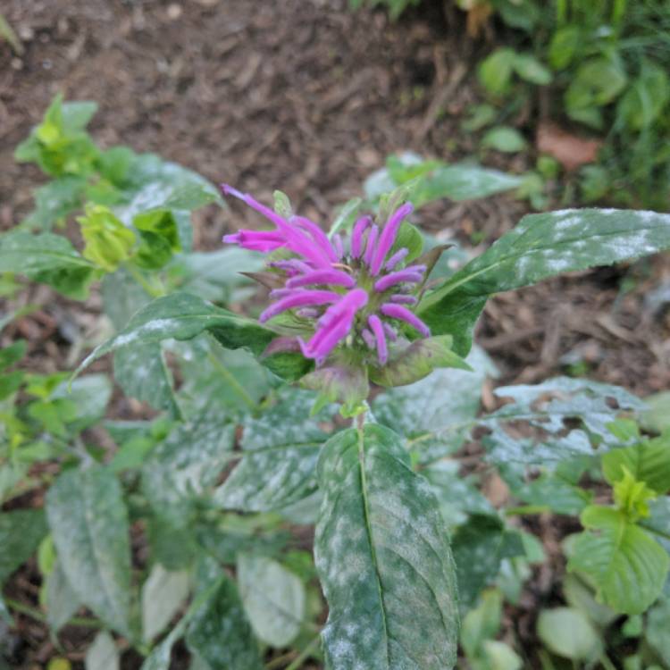 Plant image Monarda Didyma 'Balmy Lilac'