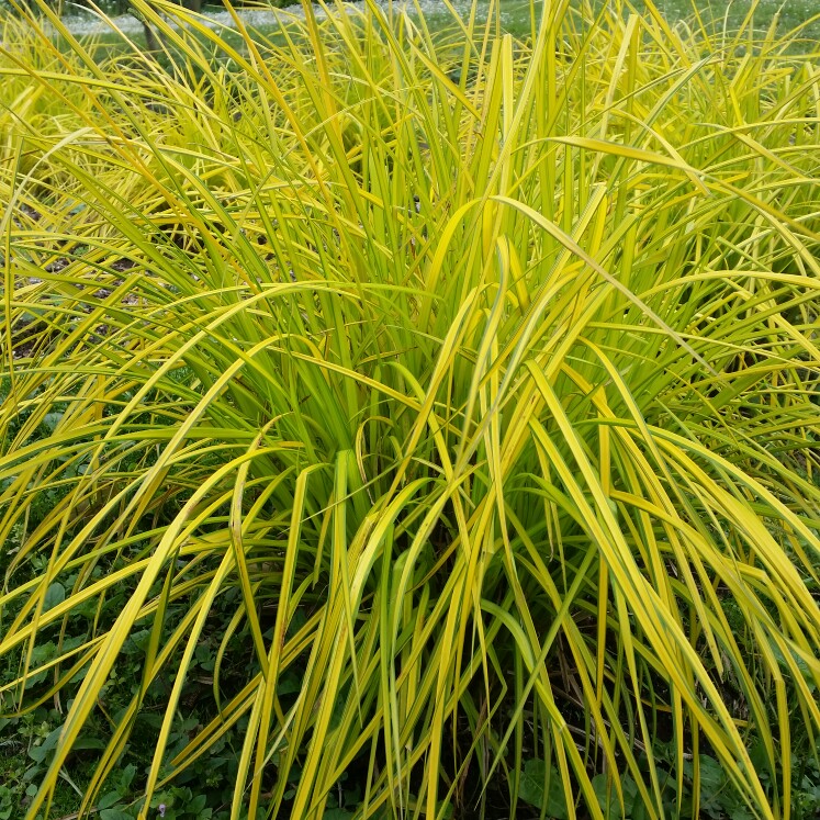 Plant image Carex elata 'Aurea'