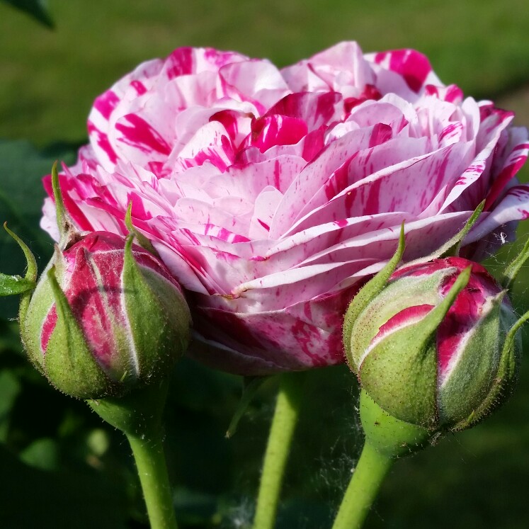 Rosa 'Variegata di Bologna'