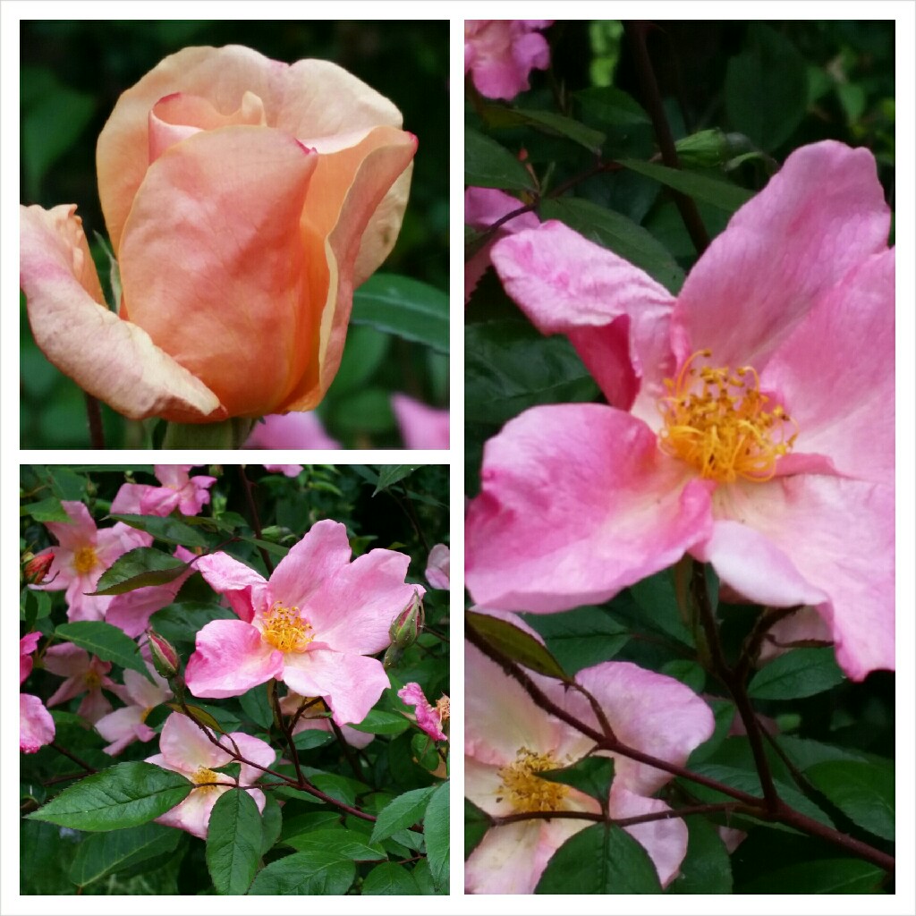 Plant image Rosa x odorata 'Mutabilis' syn. Rosa chinensis 'Mutabilis', Rosa chinensis f. mutabilis, Rosa 'Mutabilis', Rosa 'Tipo Ideale', Rosa 'Butterfly Rose', Rosa 'Chamois'