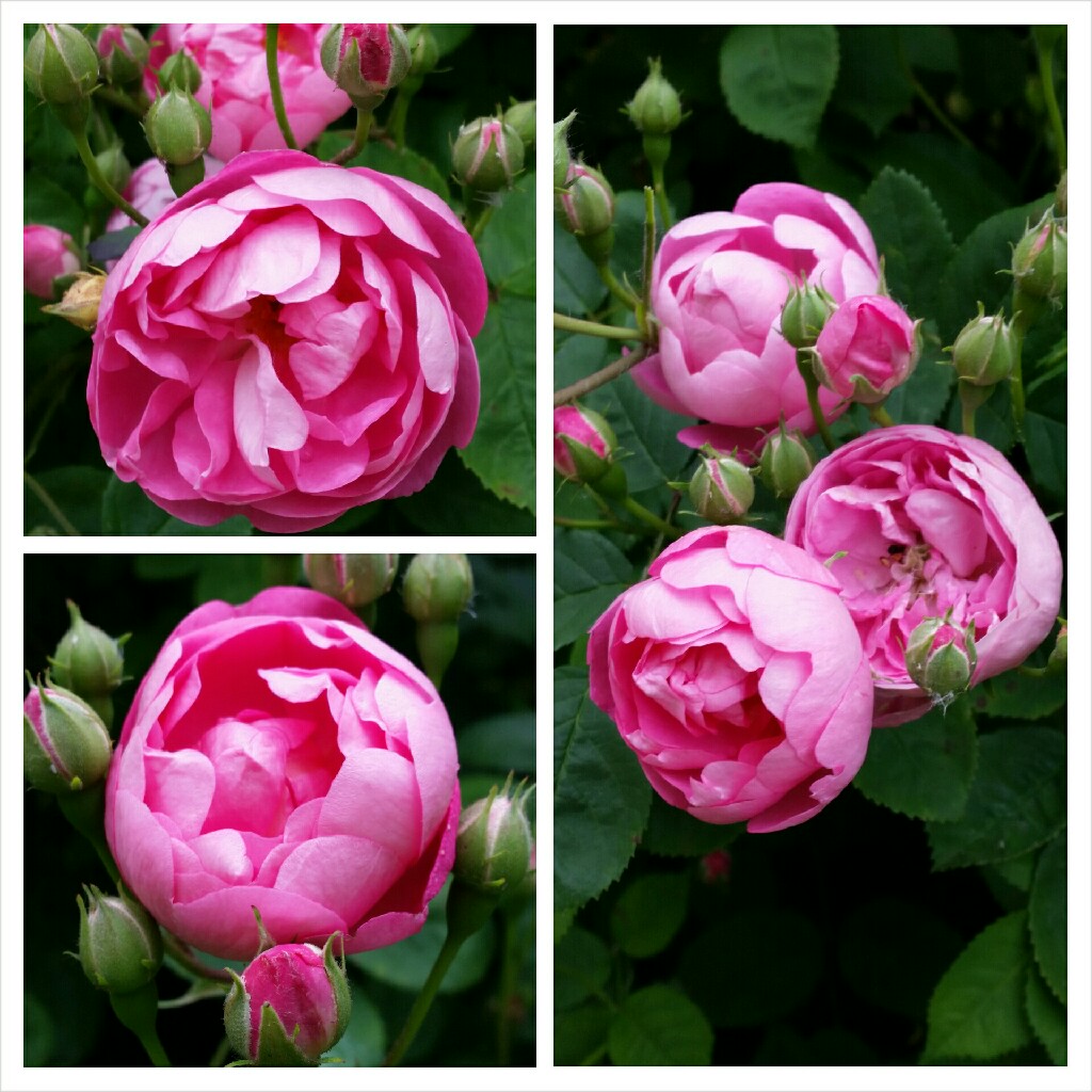 Plant image Rosa macrantha 'Raubritter'