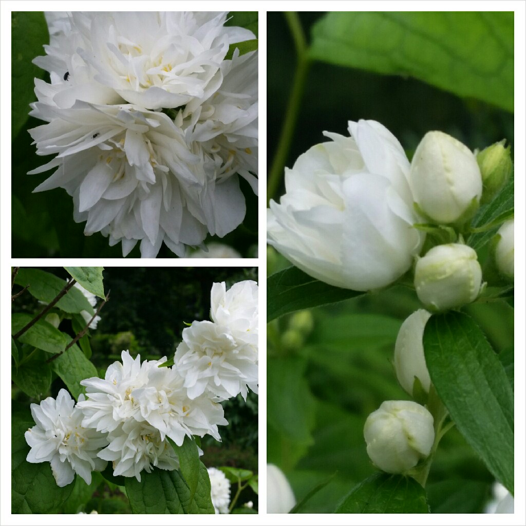 Plant image Philadelphus x virginalis 'Minnesota Snowflake'