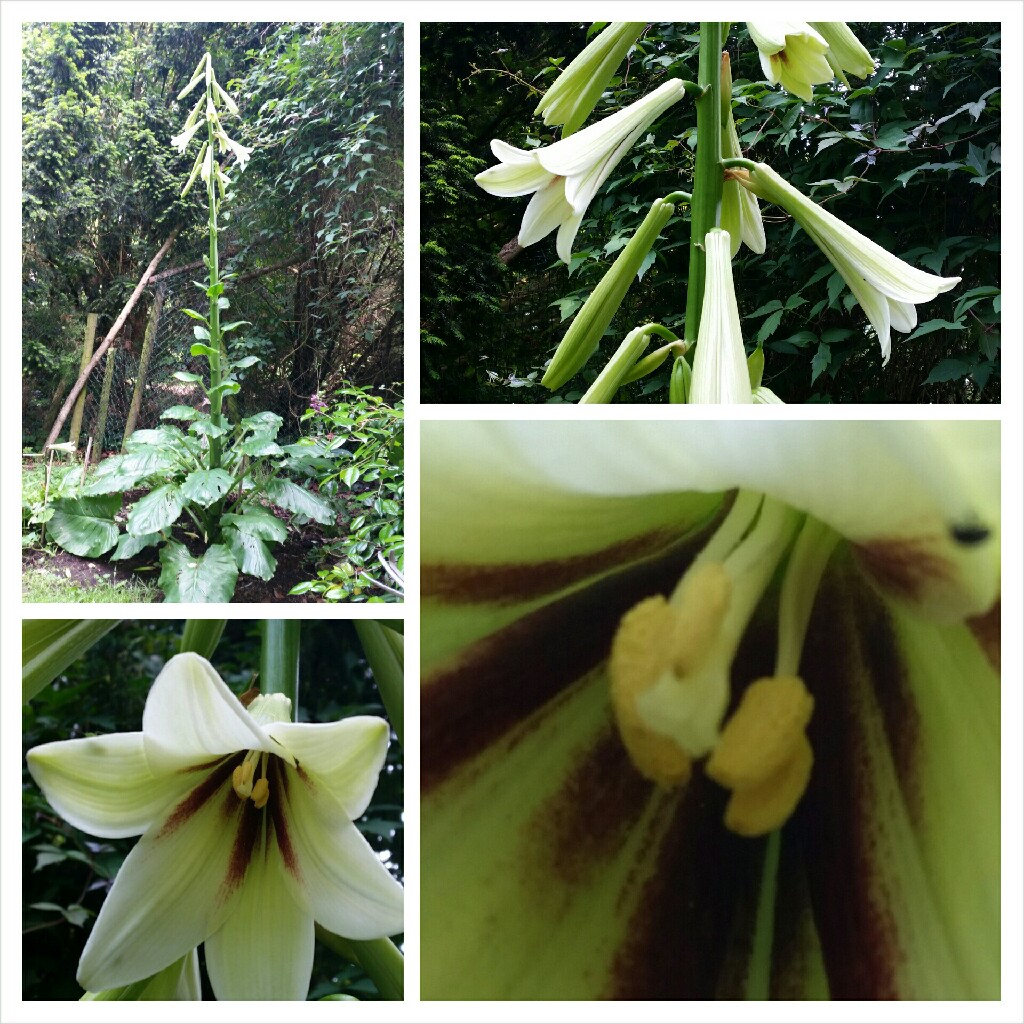 Plant image Cardiocrinum giganteum syn. Lilium giganteum himalaicum