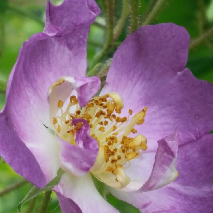 Plant image Rosa 'Veilchenblau'