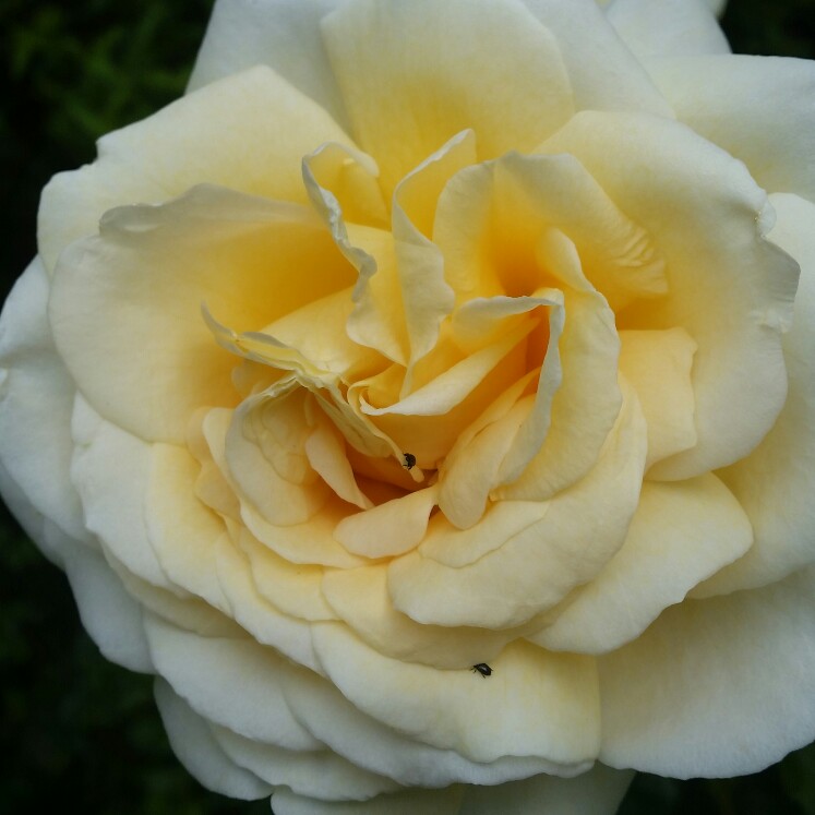 Plant image Rosa 'Creme De La Creme'