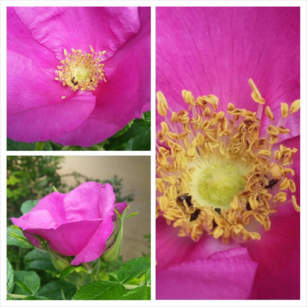 Rosa rugosa 'Pink'