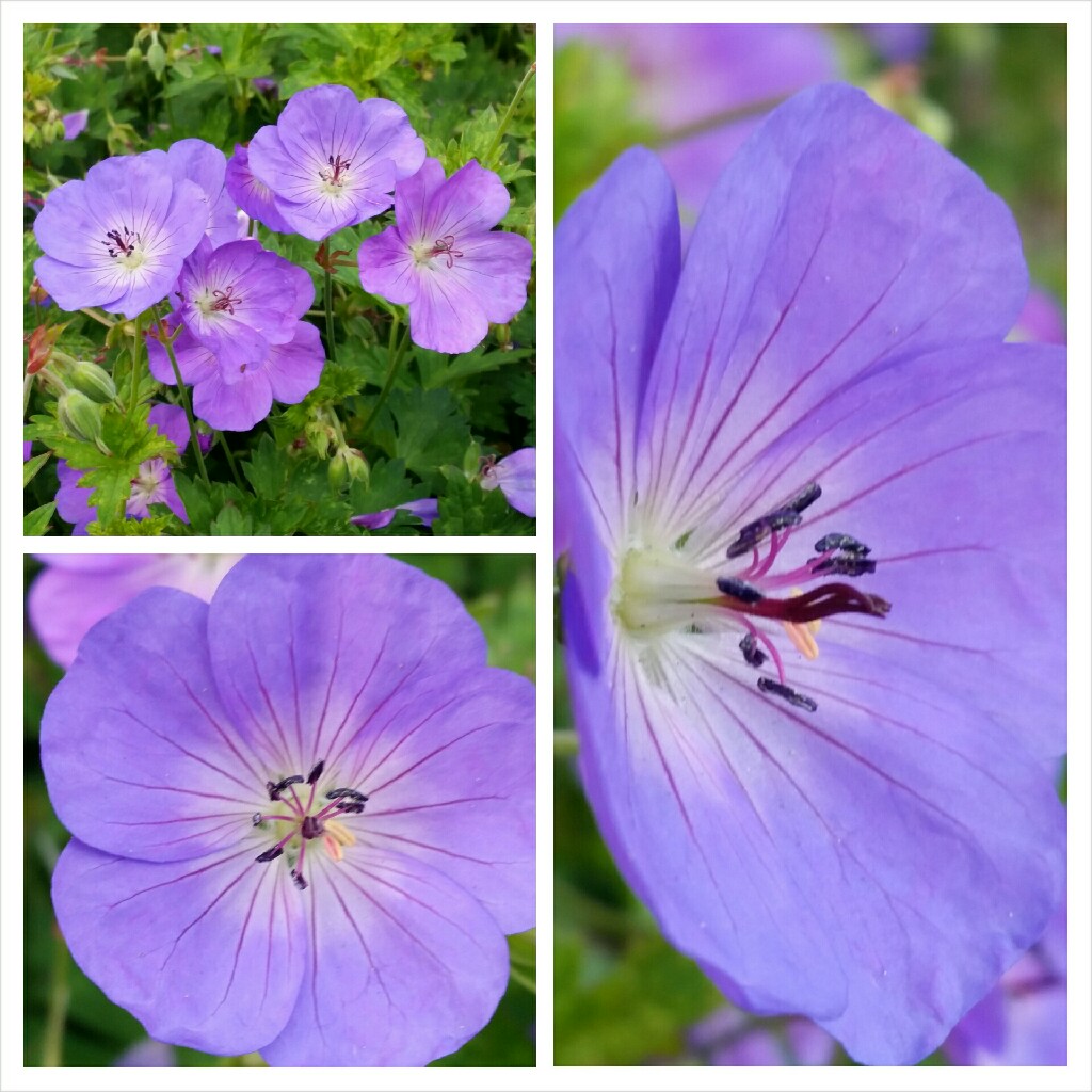 Geranium 'Gerwat' syn. Geranium 'Rozanne'