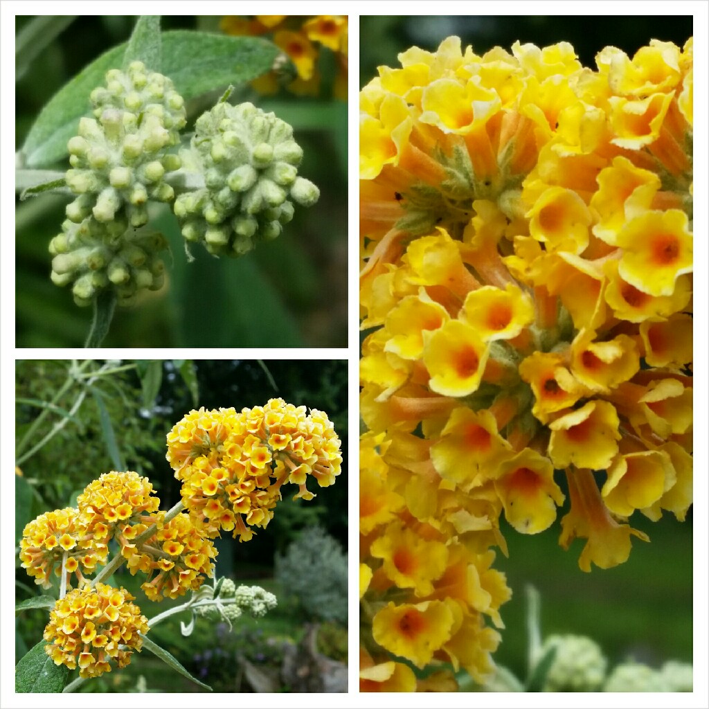 Plant image Buddleja x weyeriana 'Sungold'