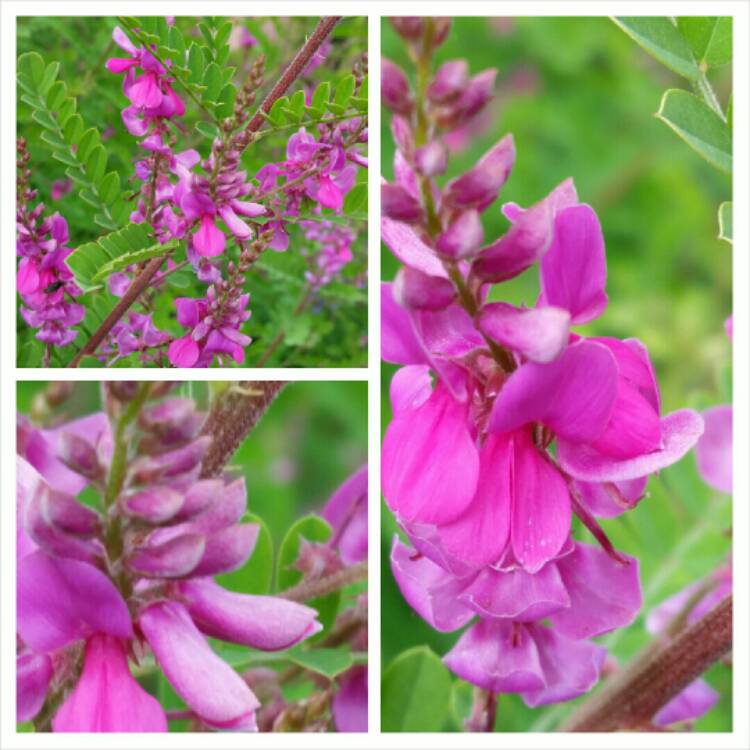 Plant image Indigofera himalayensis 'Silk Road'