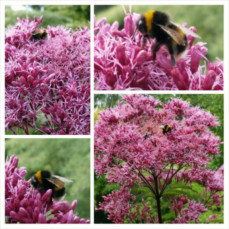 Plant image Eupatorium maculatum 'Atropurpureum'