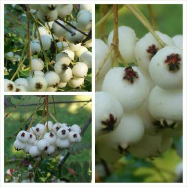 Sorbus Koehneana