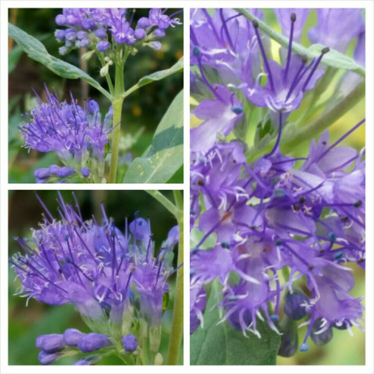 Plant image Caryopteris x clandonensis 'Heavenly Blue'