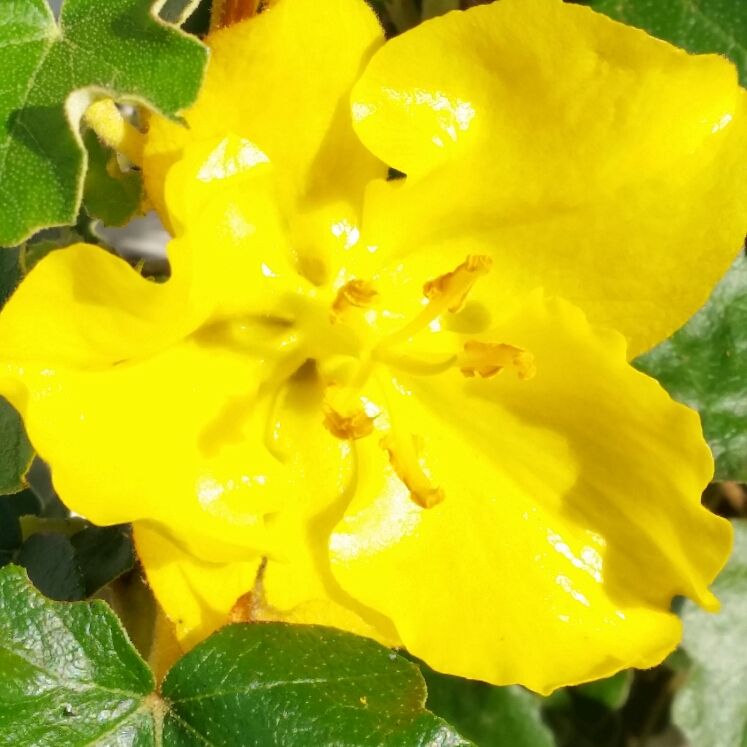 Plant image Fremontodendron