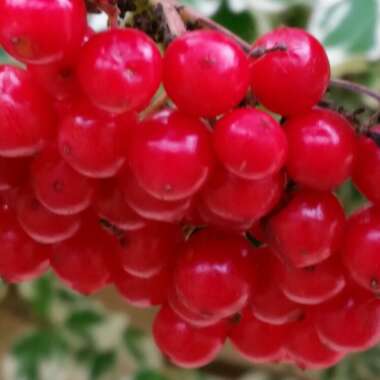 Viburnum lantana