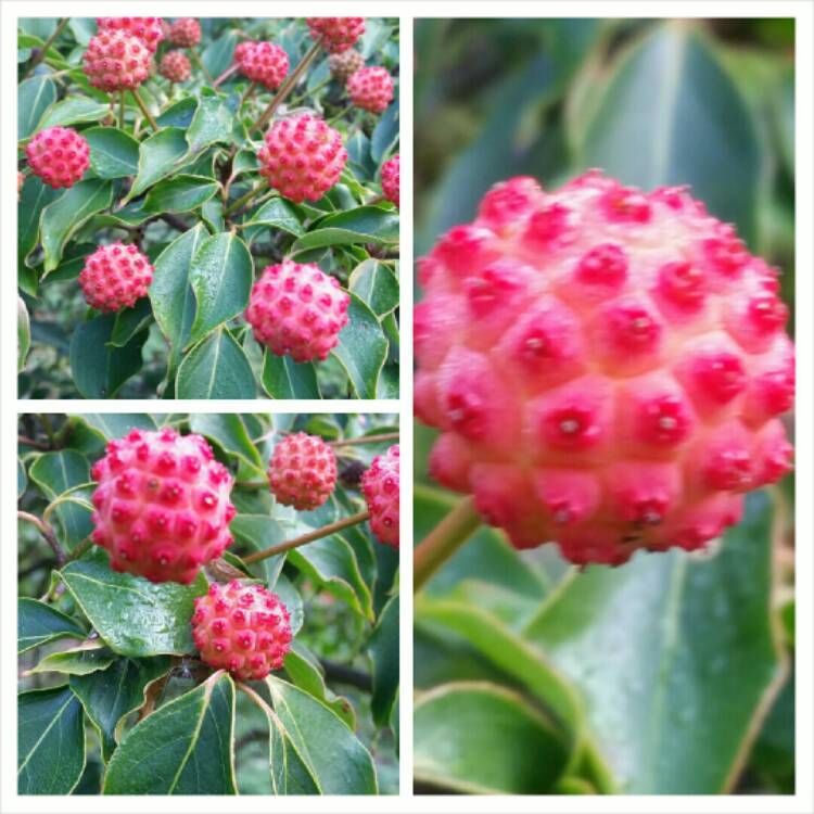 Plant image Cornus kousa 'Chinensis'