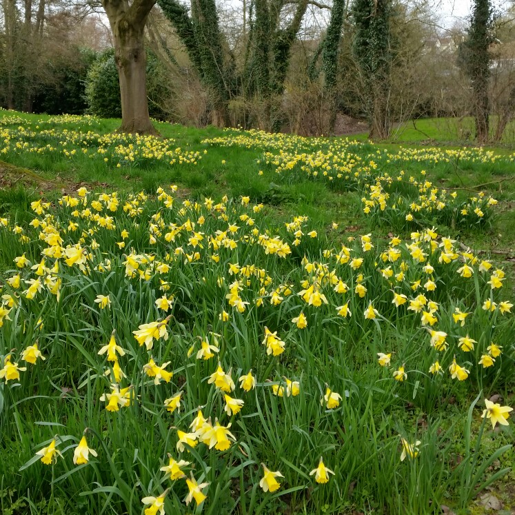 Plant image Narcissus lobularis