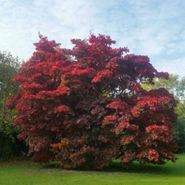 Acer Palmatum 'Osakazuki'