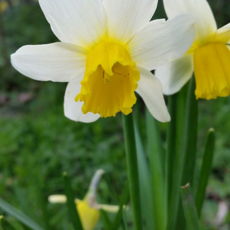 Plant image Narcissus 'Jack Snipe' syn. Narcissus 'April Love'