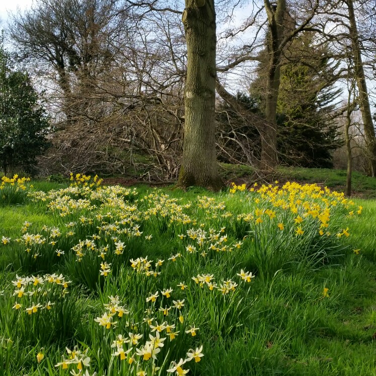 Narcissus 'Jack Snipe' syn. Narcissus 'April Love'