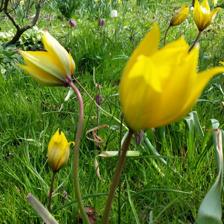 Tulipa sylvestris