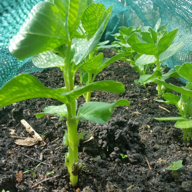 Plant image Vicia faba 'Robin Hood'