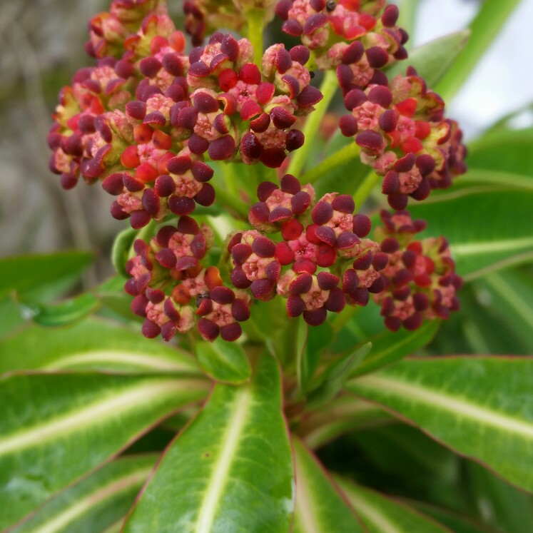 Plant image Euphorbia mellifera