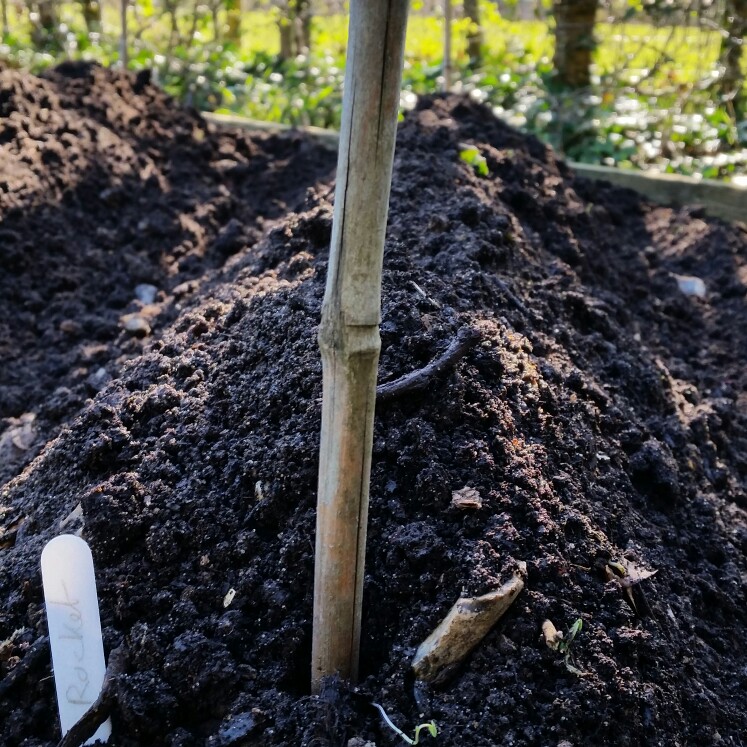 Solanum tuberosum 'Arran Pilot'