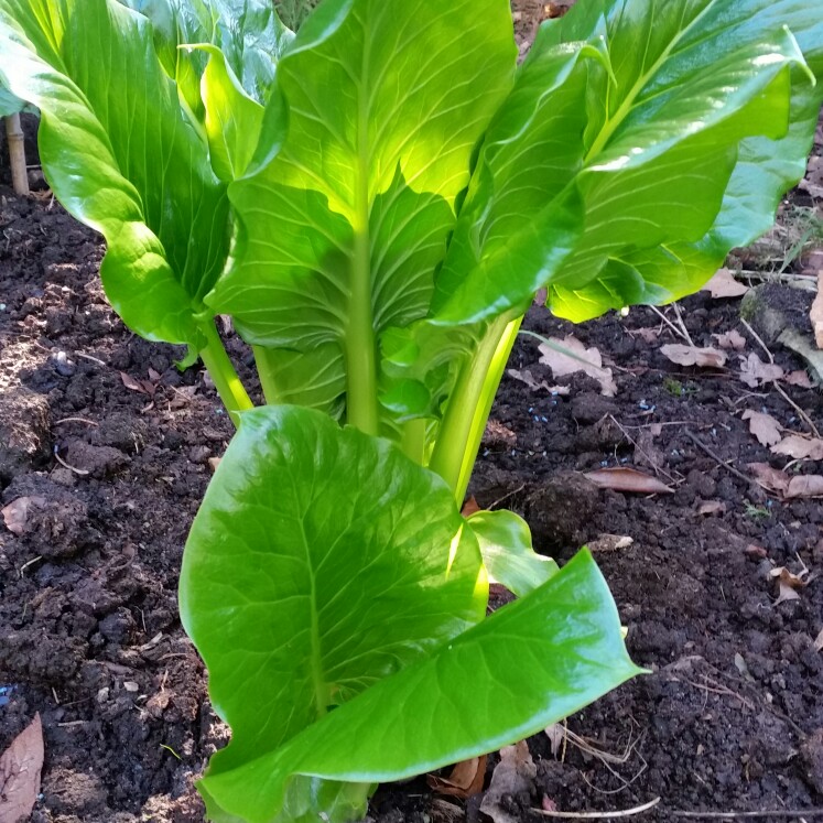 Plant image Cardiocrinum giganteum syn. Lilium giganteum himalaicum