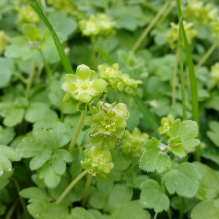 Adoxa moschatellina