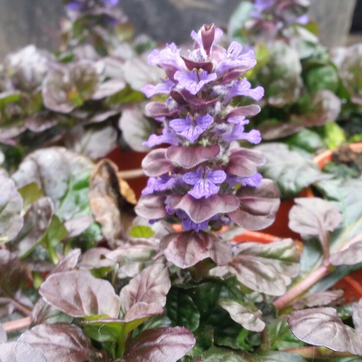 Plant image Ajuga reptans 'Binblasca' syn. Ajuga reptans 'Black Scallop'