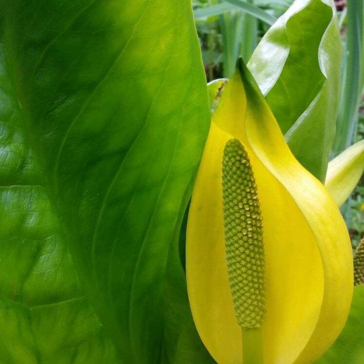 Lysichiton americanus