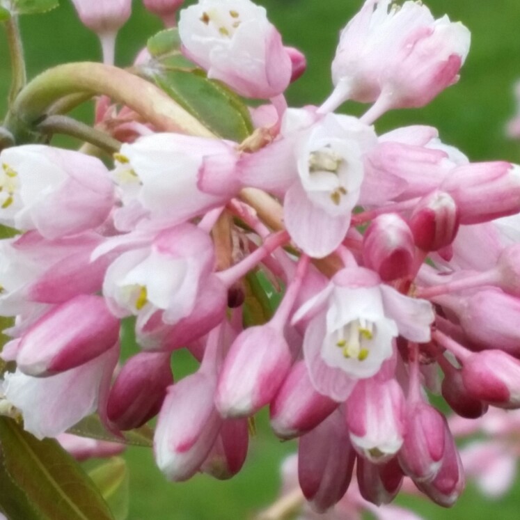 Staphylea holocarpa 'Rosea'