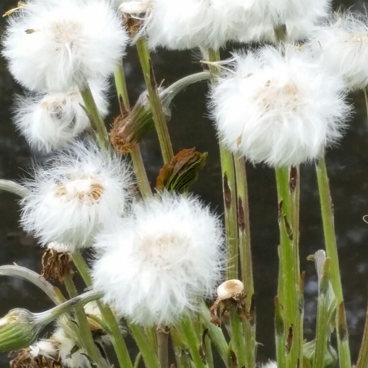 Tussilago farfara