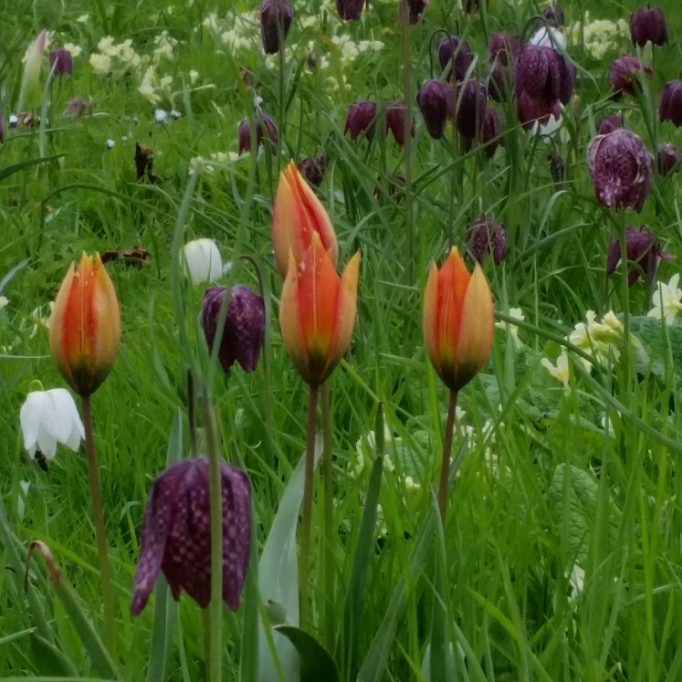 Tulipa praestans 'Fusilier'