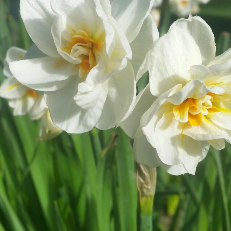 Plant image Narcissus 'Acropolis'