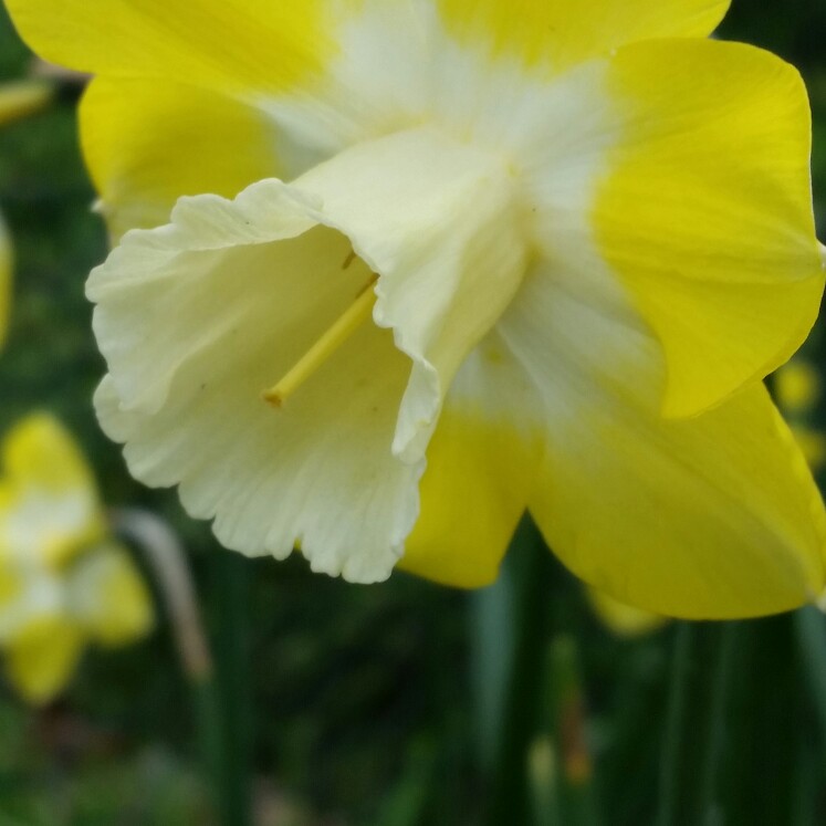 Narcissus 'Intrigue'